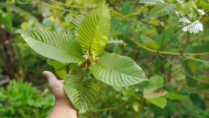 The tropical Kratom tree (Mitragyna speciosa). The leaves of the tree are a mild stimulant, and...