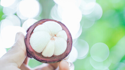 Fresh ripe mangosteen fruit from the garden with natural background Thailand
