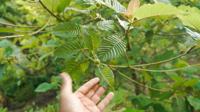 The tropical Kratom tree (Mitragyna speciosa). The leaves of the tree are a mild stimulant, and were traditionally chewed by farmers and labourers needing a boost or some light pain relief.