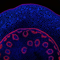 Convallaria plant microscopic sample, fluorescence signal observed with confocal laser scanning...