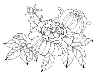 Monochrome sketch of a flower peony.