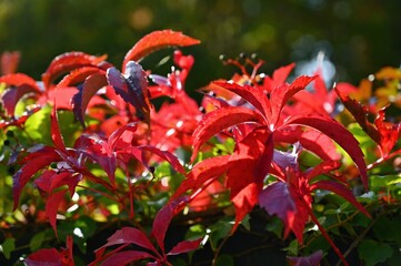 Autumn background. Beautiful colorful leaves in nature with the sun. Seasonal concept outdoors in autumn park.