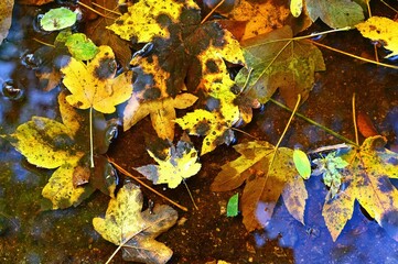 Autumn background. Beautiful colorful leaves in water with the sun. Seasonal concept outdoors in autumn park.