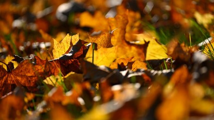 Autumn background. Beautiful colorful leaves in nature with the sun. Seasonal concept outdoors in autumn park.