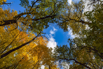 Bottom view of the blue sky with clouds, yellow-green trees maple, oak, linden