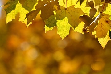 Autumn background. Beautiful colorful leaves in nature with the sun. Seasonal concept outdoors in autumn park.