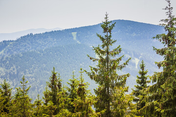 Beautiful pine trees on background high mountains. Carpathians. Thick spruce forest on the hillside overlooking the sky