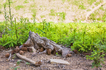 Planted young small Christmas trees in the mountains. Plantation of young Christmas trees. Stump and cones in the mountains.