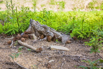 Planted young small Christmas trees in the mountains. Plantation of young Christmas trees. Stump and cones in the mountains.