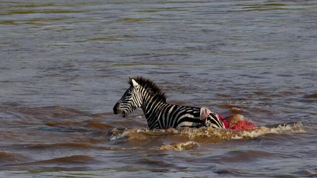 A Crocodile Attacking a Zebra During the Great Migration in Africa 