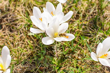 White lily in the garden on green grass close
