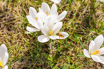 White lily in the garden on green grass with wasp