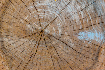 Wooden plank cut rustic pattern background