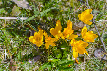 Fototapeta premium Yellow lily in the garden on green grass