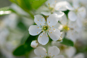 white cherry blossom
