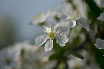 bee on a flower