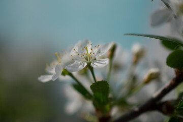 white flower in the garden