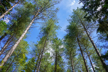Fototapeta premium Looking up at tall pine trees with blue sky