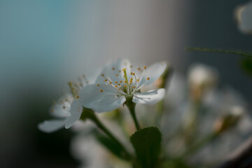 close up of a white flower