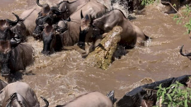 A croc eating a wildebeest during the great migration in Africa 