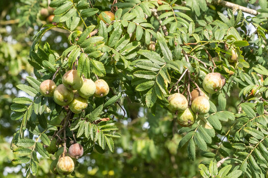 Sorbus domestica Speierling Bl&auml;tter und reifende Fr&uuml;chte