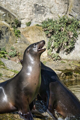 sea seals playing in berlin zoo