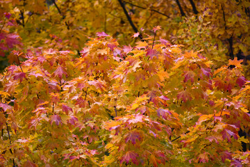 Autumn maple. Orange-red maple crown in autumn. Numerous multi-colored leaves at the top of the tree. Selective focus.