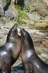 Fototapeta premium sea seals playing in berlin zoo