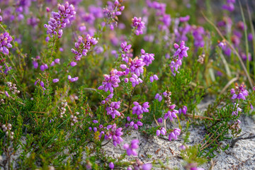 Obraz premium Close up of purple heather
