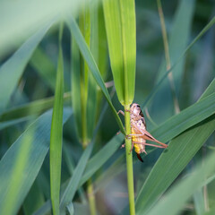 Grasshopper Cricket on a leaf in the reed