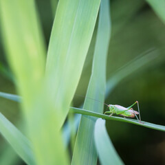 Grasshopper Cricket on a leaf in the reed