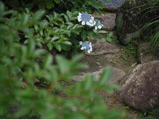 紫陽花の庭