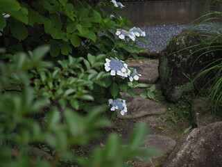 紫陽花の咲く庭