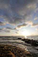 angespültes Seegras am Ostsee Ufersaum 