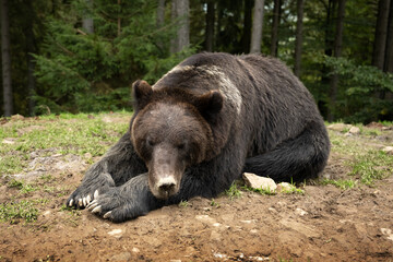 Sleeping brown wild bear in green summer forest. Animal photography