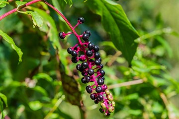 Black Nightshade Berries, Lake Williams, York County, Pennsylvania, USA