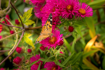 Reportage sur la Nature