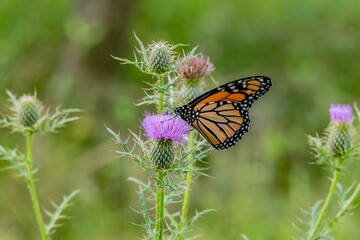 Monarch Butterfly on Thistle, Nixon Park, York County, Pennsylvania, USA
