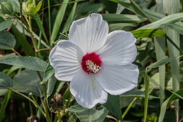 Perennial Hibiscus in Bloom, Lake Williams, York County, Pennsylvania, USA