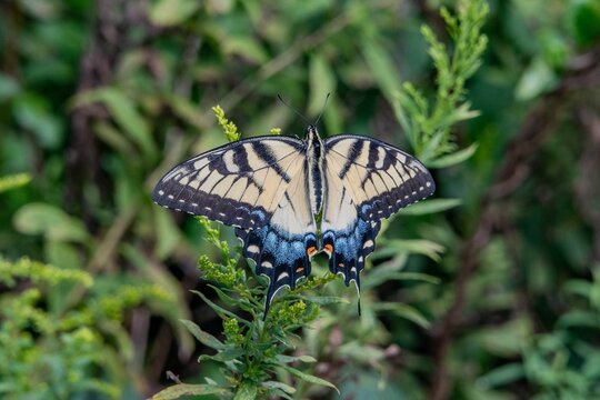 Eastern Tiger Swallowtail Butterfly, Richard M Nixon Couty Park, York County, Pennsylvania, USA