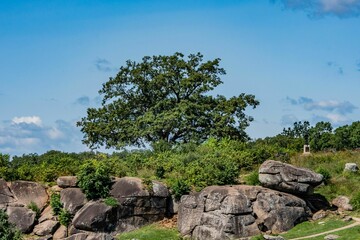 Witness Tree at Devils Den, Gettysburg National Military Park, Pennsylvania, USA