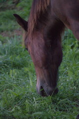 Close shot of a horse grazing