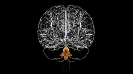 Brain Fourth Ventricles of the Brain Anatomy For Medical Concept 3D