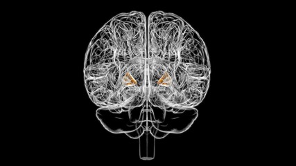 Brain globus pallidus Anatomy For Medical Concept 3D