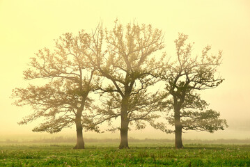 Obraz premium three trees in a field