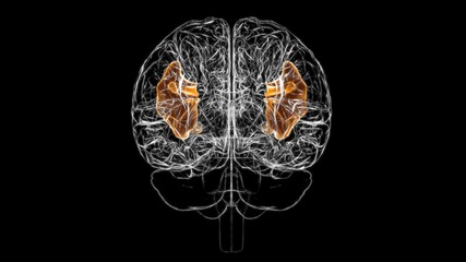 Brain inferior frontal gyrus Anatomy For Medical Concept 3D