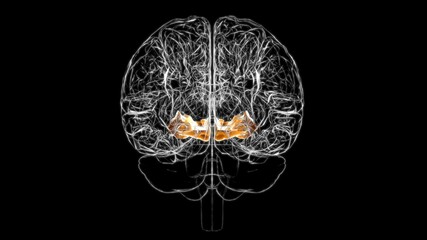 Brain Orbital gyrus Anatomy For Medical Concept 3D