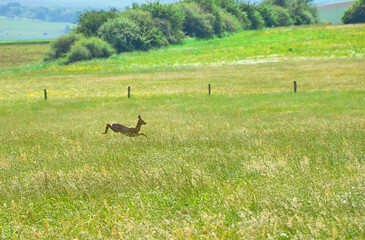 wild deer in the fields