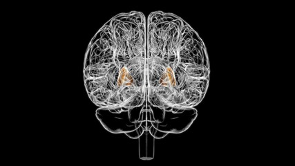 Brain putamen Anatomy For Medical Concept 3D