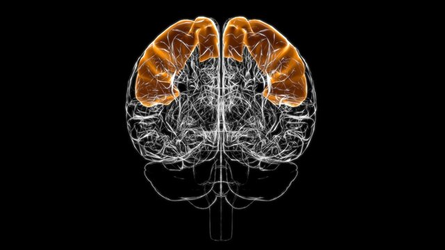 Brain Postcentral Gyrus Anatomy For Medical Concept 3D